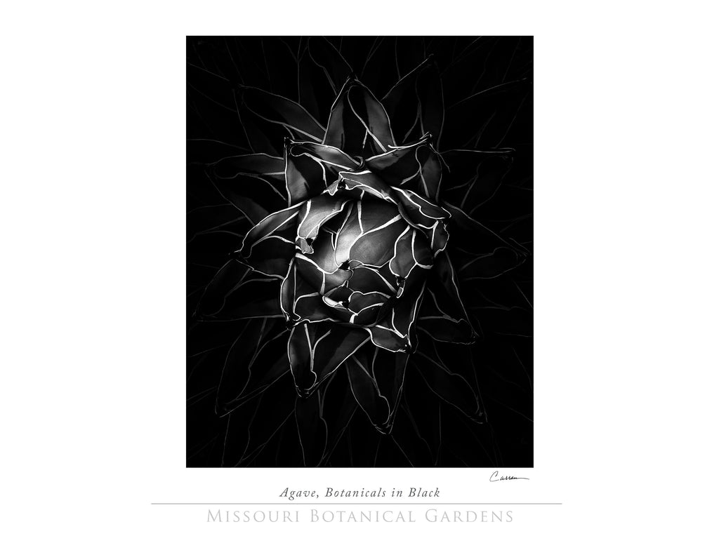 Agave, Botanicals in Black - Jack Curran Photography
