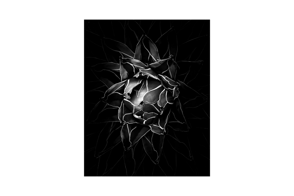 Agave, Botanicals in Black - Jack Curran Photography