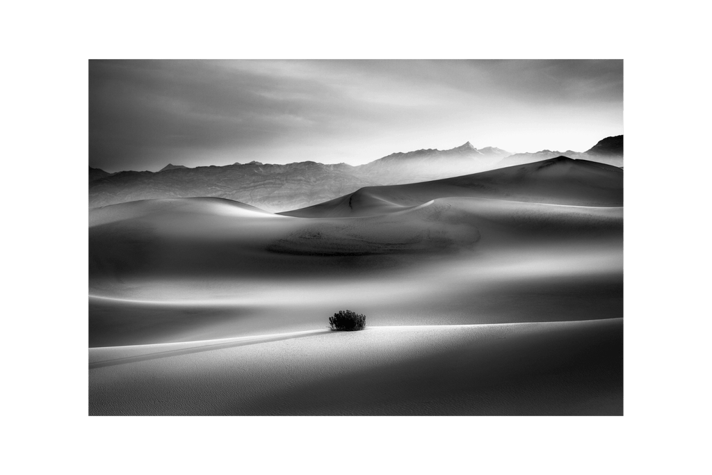 The Lone Bush of Death Valley - Jack Curran Photography
