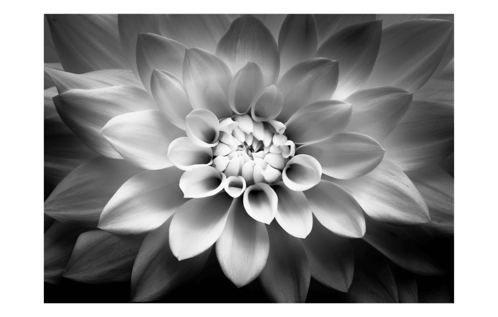 Blooming Botanical - Jack Curran Photography