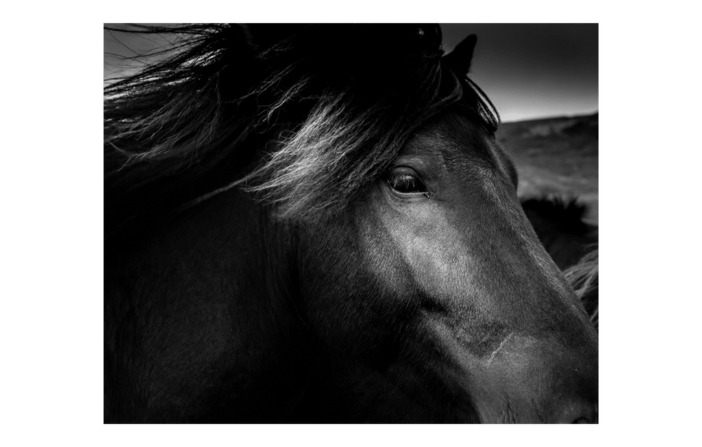 Eye Of The Stallion - Jack Curran Photography