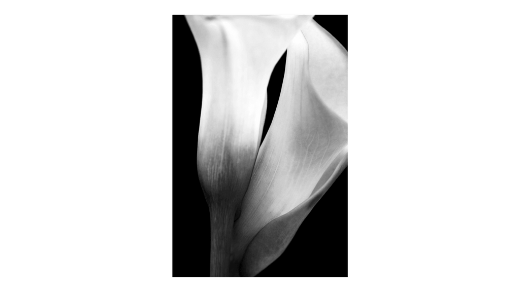 Lily Study 1 - Jack Curran Photography