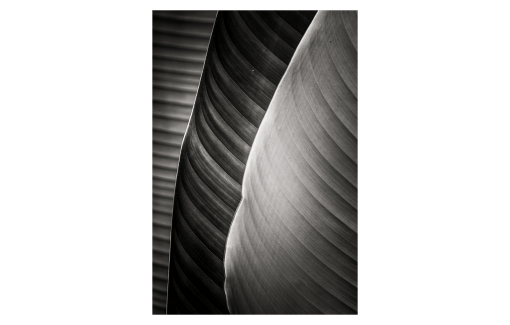 Missouri Botanical Garden "Plate 15" - Jack Curran Photography